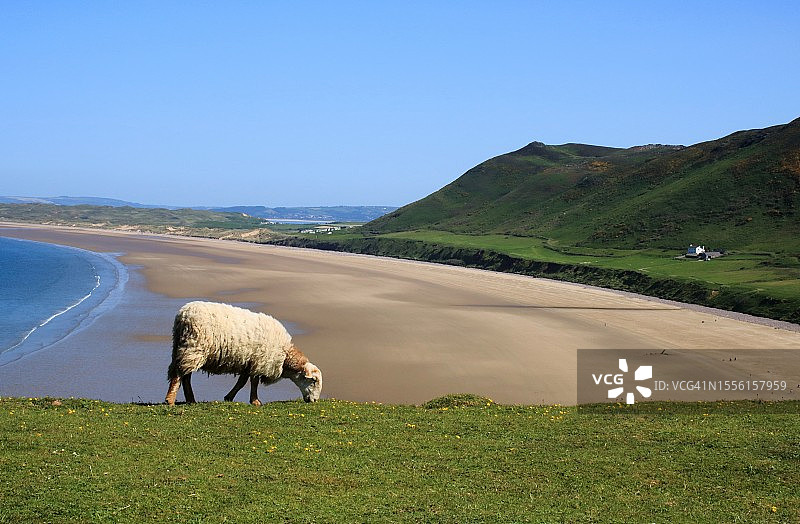 在罗西里湾吃草的绵羊图片素材