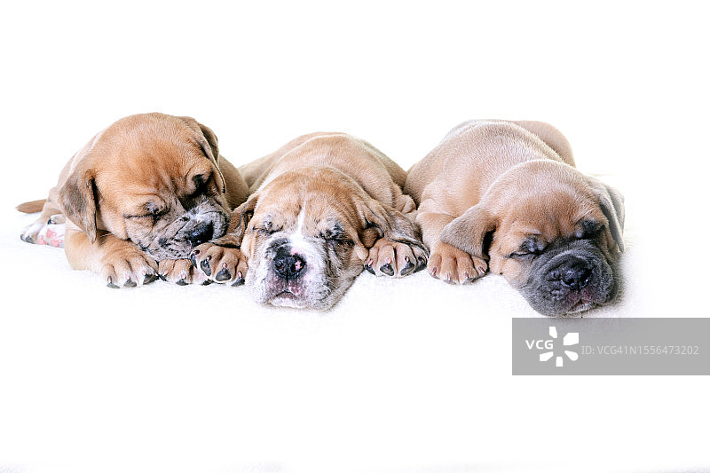 7周大的英国斗牛犬幼崽图片素材