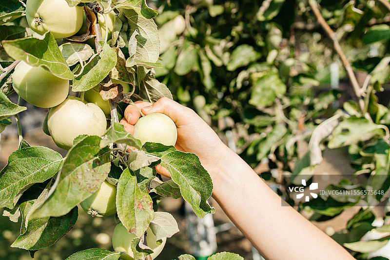采摘绿色成熟苹果特写图片素材