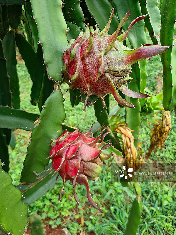 巴西南部的火龙果种植园图片素材