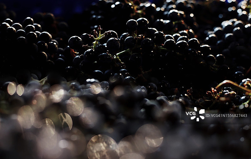 赤霞珠葡萄箱图片素材