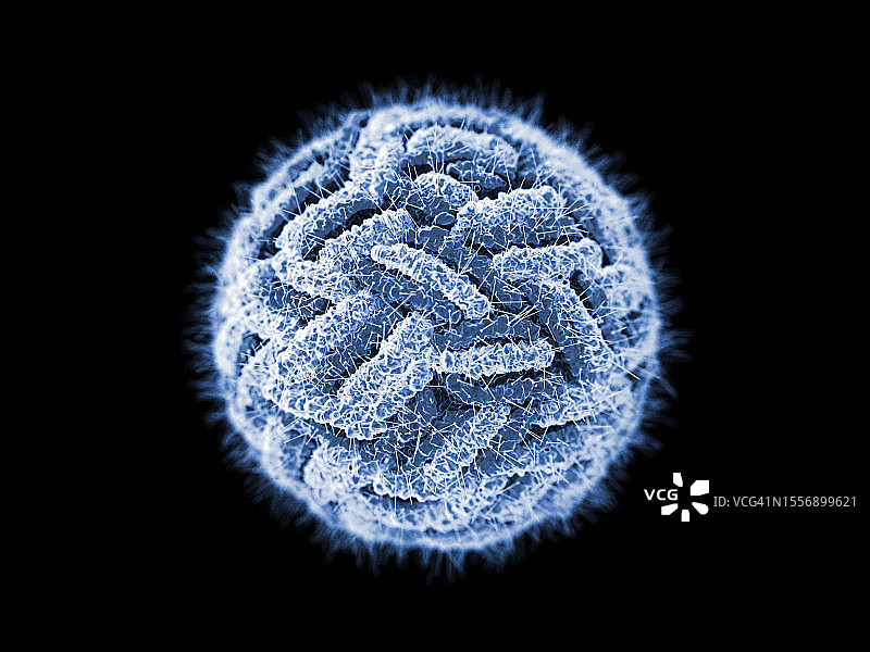 登革热细胞显微切片图片素材