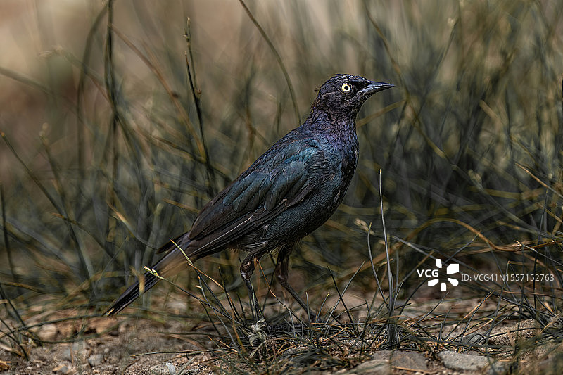 草地上的黑鹂图片素材