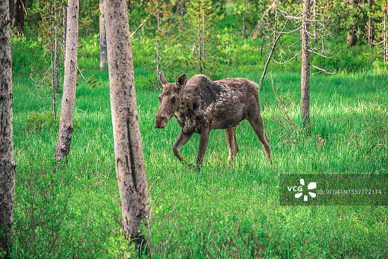 林中的驼鹿图片素材