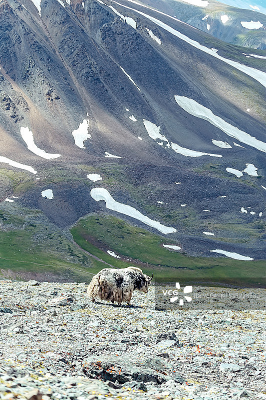 野生牦牛在阿尔泰高山牧场上吃草图片素材
