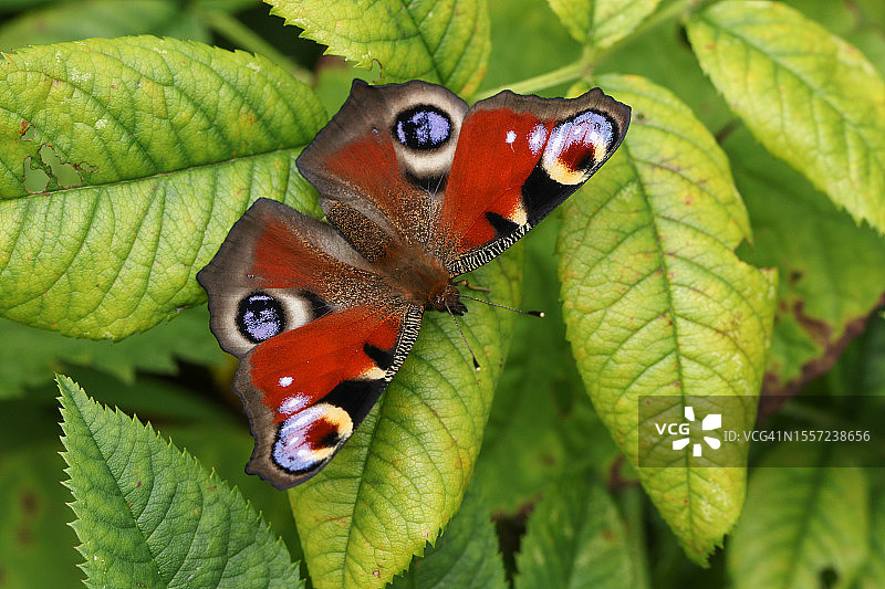 孔雀蛱蝶栖息在树叶上图片素材