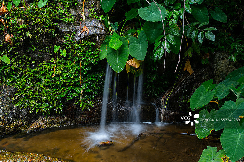 雨林中布满苔藓的岩石和瀑布图片素材