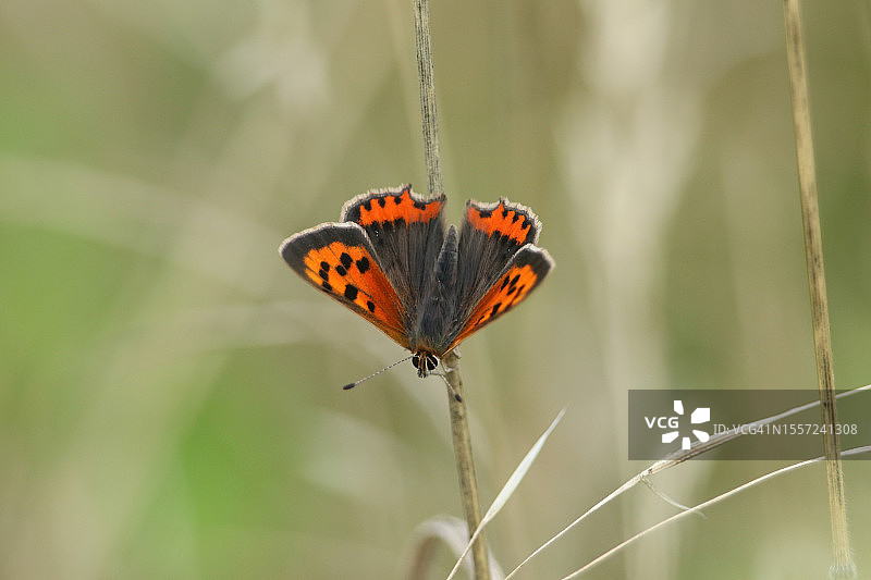 一只小型铜色蝴蝶停留在草地上图片素材