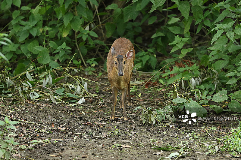 沿河岸觅食的雌性小麂图片素材