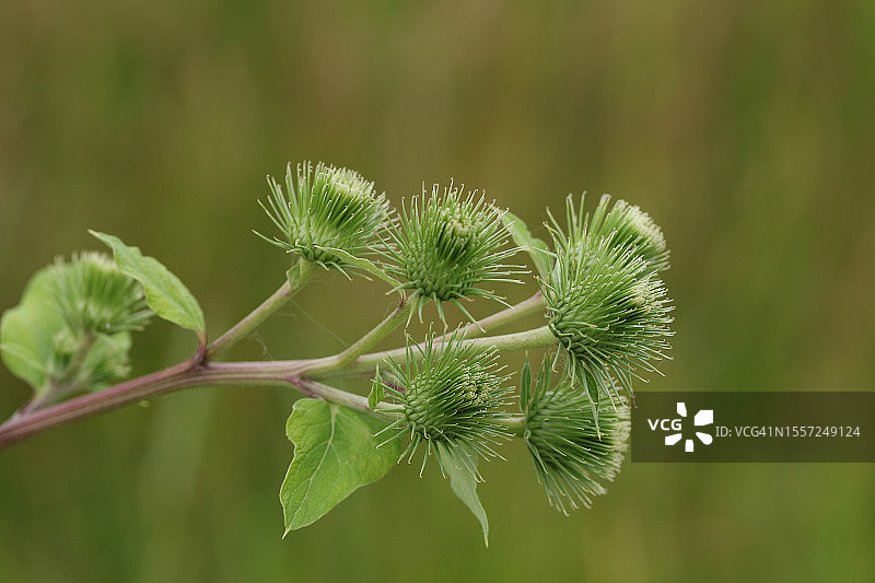 乡间生长的牛蒡植物的花朵和种子图片素材