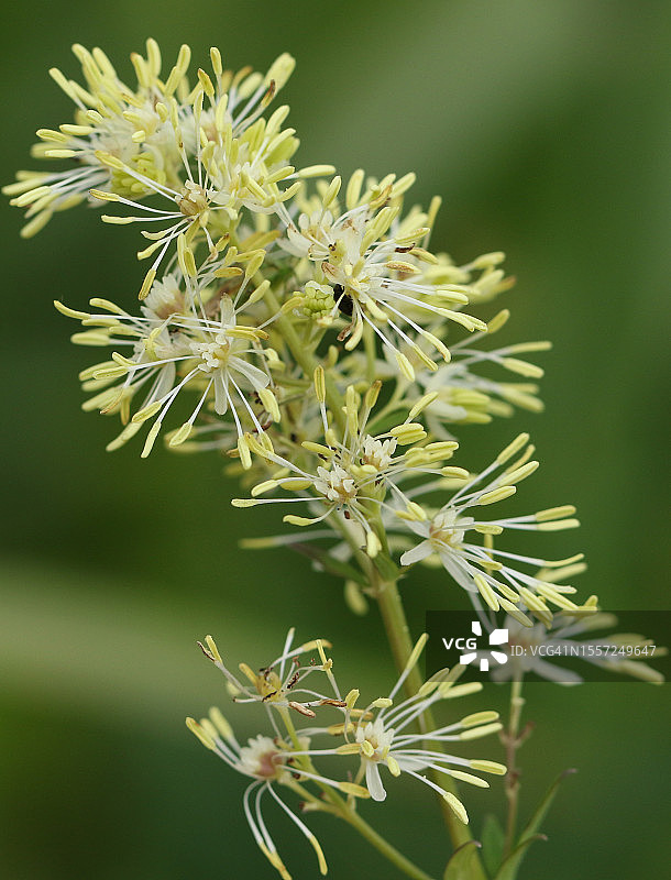 溪流边的唐松草花（学名：Thalictrum flavum）图片素材