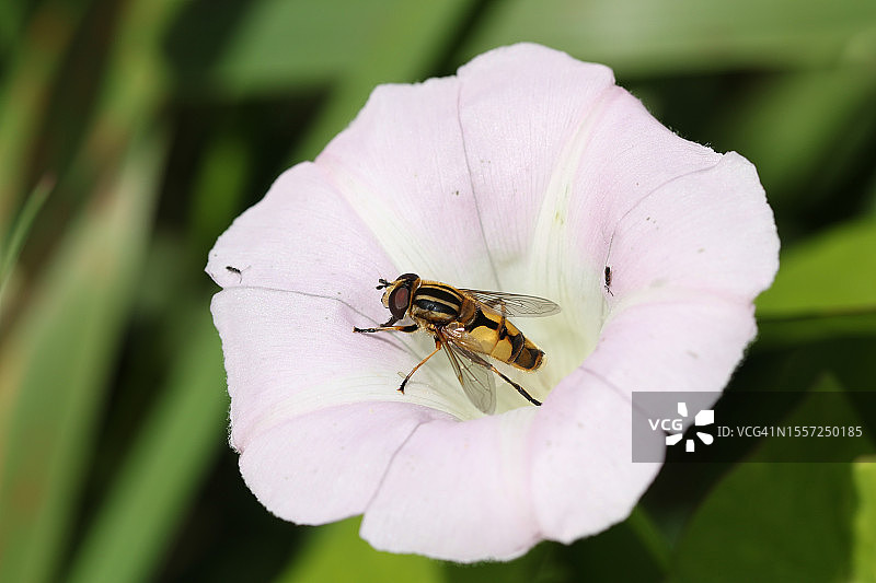 一只毛尾沼蝇为旋花授粉图片素材