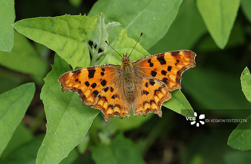 停在树叶上展开翅膀的漂亮的凤尾蝶图片素材