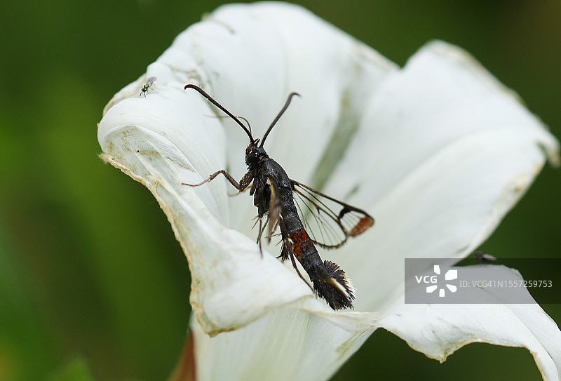 罕见的红纹透翅蛾在旋花花朵中图片素材