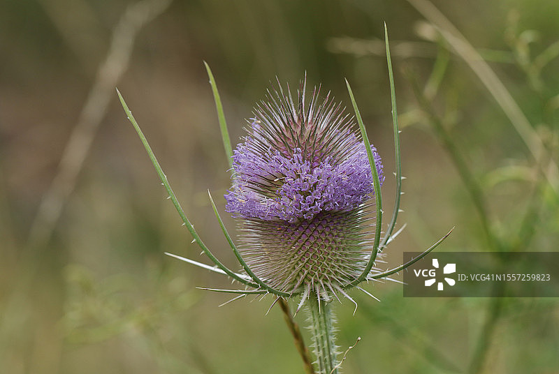 teasel植物的花朵图片素材