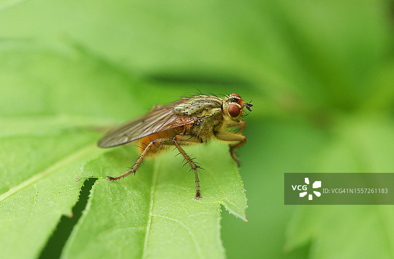 停留在叶子上的一只黄色粪蝇图片素材