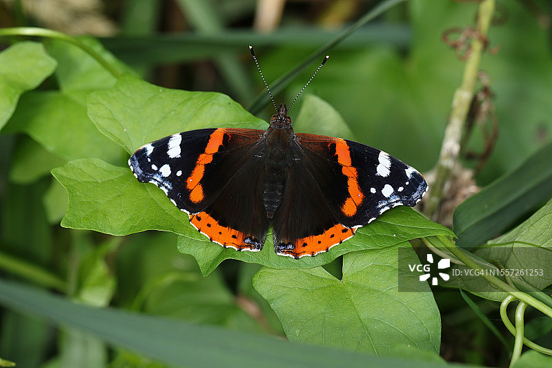漂亮的红 Admiral 蝴蝶Vanessa atalanta停在树叶上图片素材