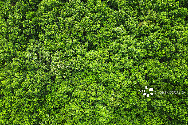 用于环境保育的红树林航拍顶视图图片素材