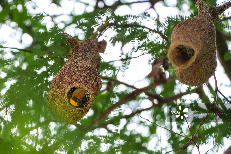 雄性纹织雀筑巢图片素材