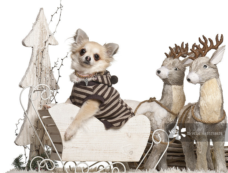 圣诞雪橇上的3岁吉娃娃图片素材