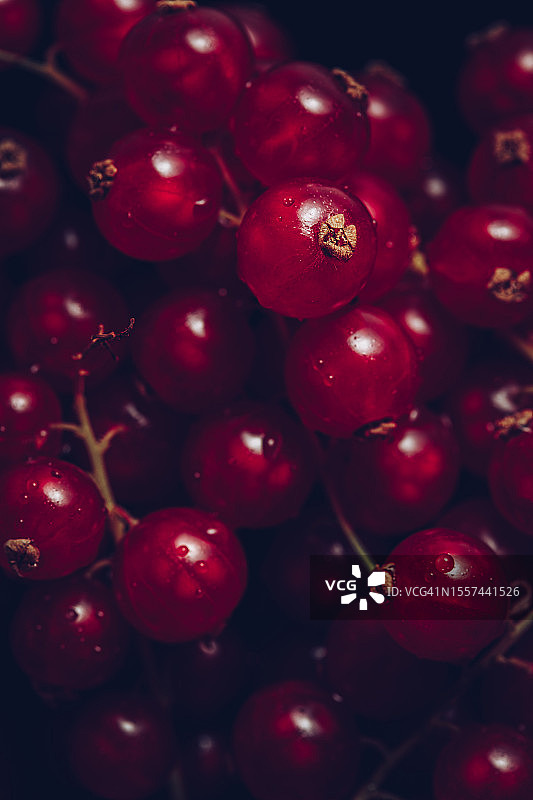 新鲜红醋莓果特写图片素材