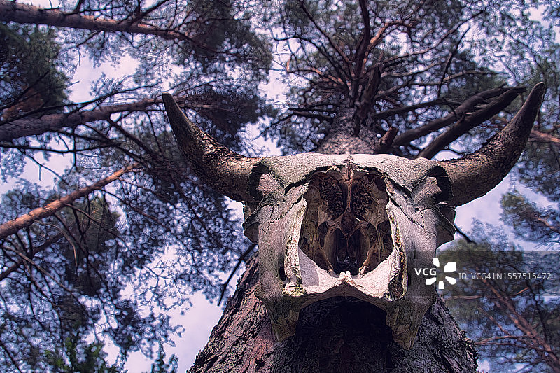 奥尔姆瑟农场的图腾柱图片素材
