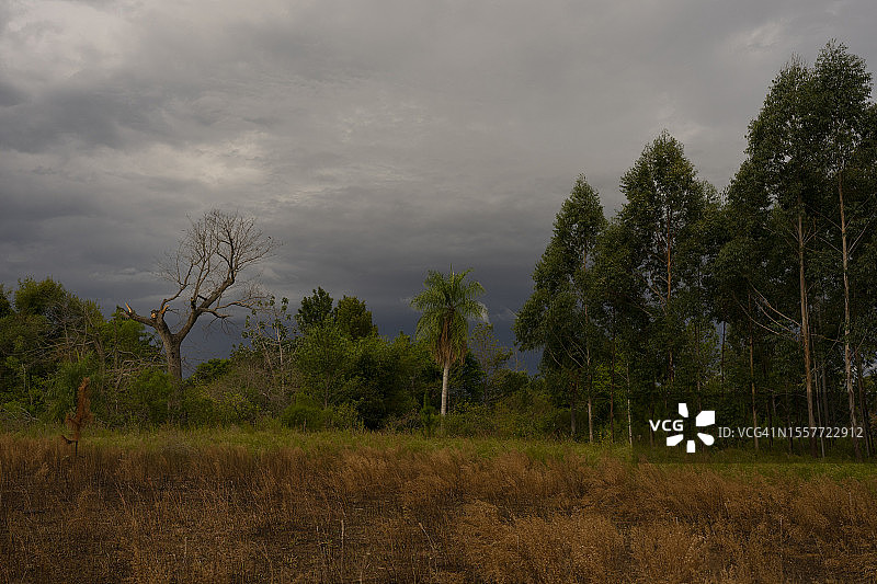 从野火中拯救出来的森林图片素材