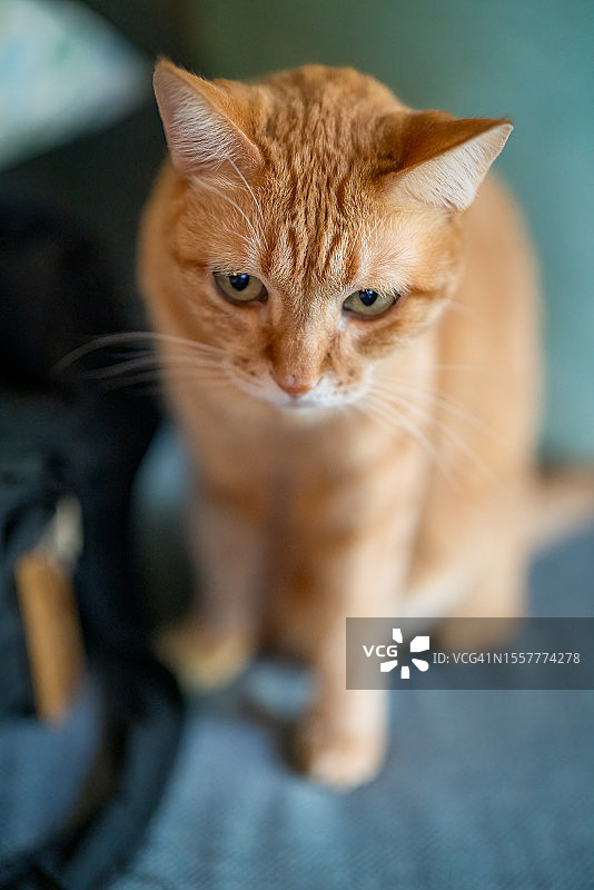 坐在沙发上的可爱橘色宠物猫图片素材