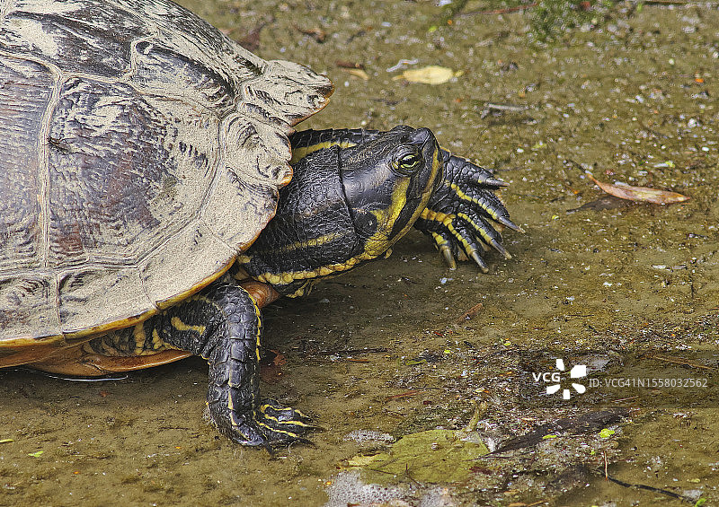 黄腹彩龟图片素材