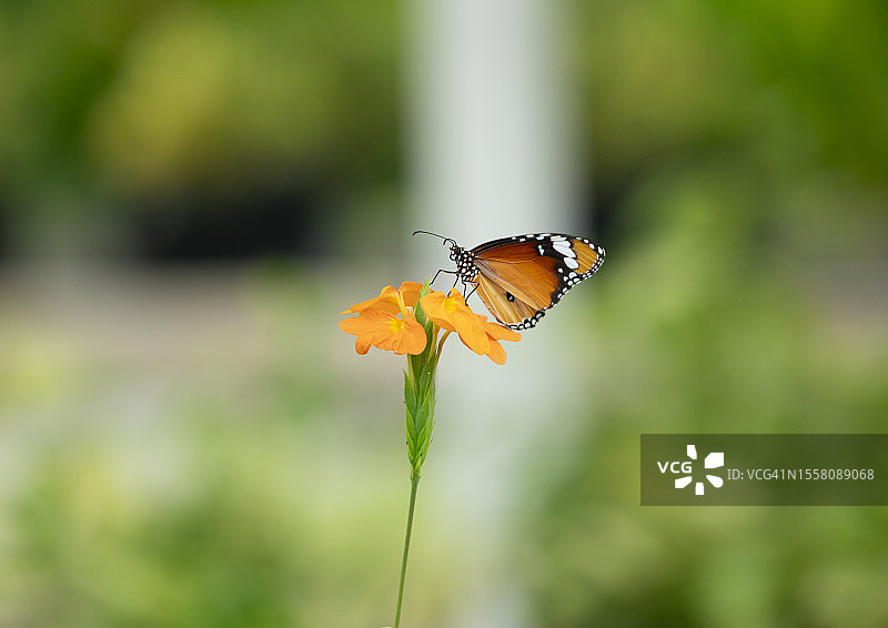 花上的蝴蝶图片素材