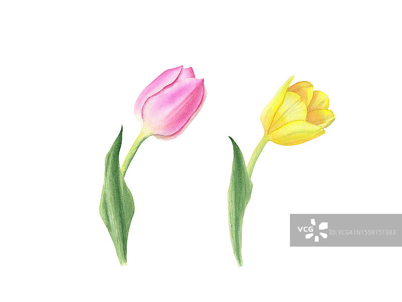 一组粉黄郁金香，手绘水彩图片素材