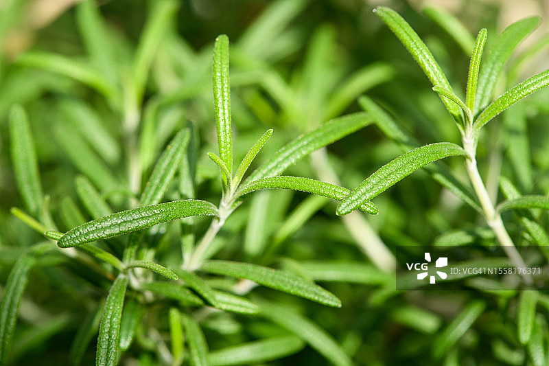 迷迭香叶图片素材