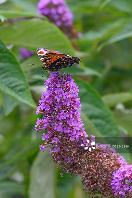 孔雀蛱蝶在醉鱼草上图片素材