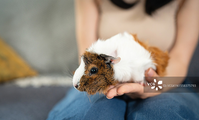抱着豚鼠的匿名女子图片素材