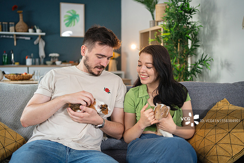 坐在沙发上抚摸宠物豚鼠的白人夫妇图片素材
