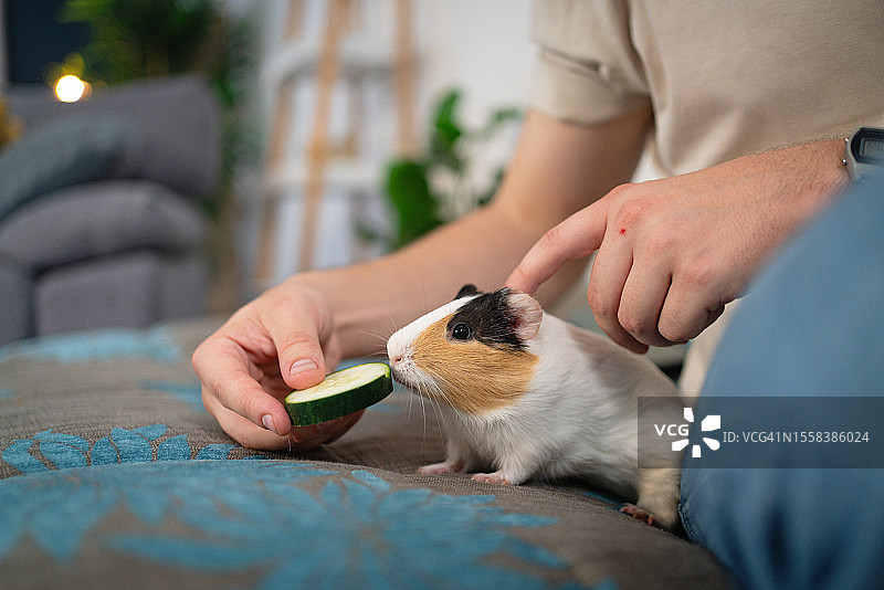 男子喂宠物豚鼠黄瓜图片素材