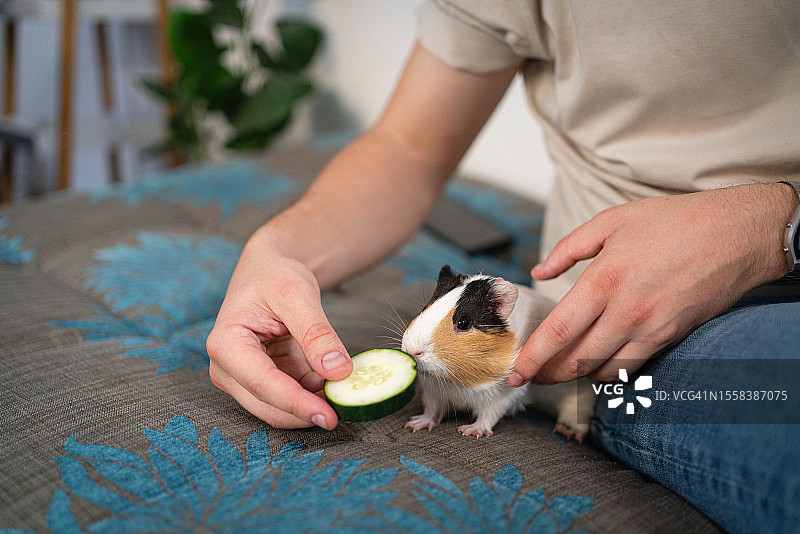 男子喂宠物豚鼠黄瓜图片素材