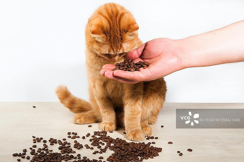 人物喂猫的特写，白色背景图片素材