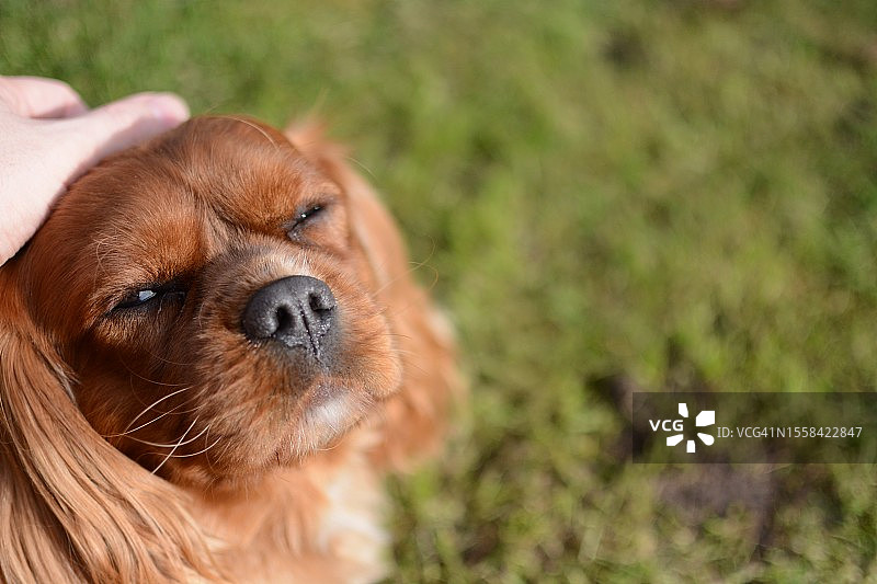 查理士王小猎犬在田野上闭着眼睛的特写，英国沃灵顿图片素材