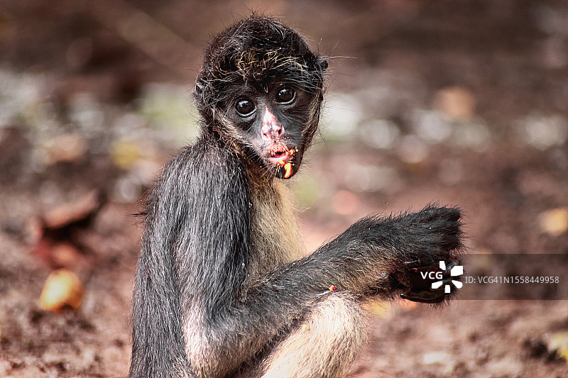 秘鲁伊基托斯：蜘蛛猴吃东西时看镜头特写图片素材