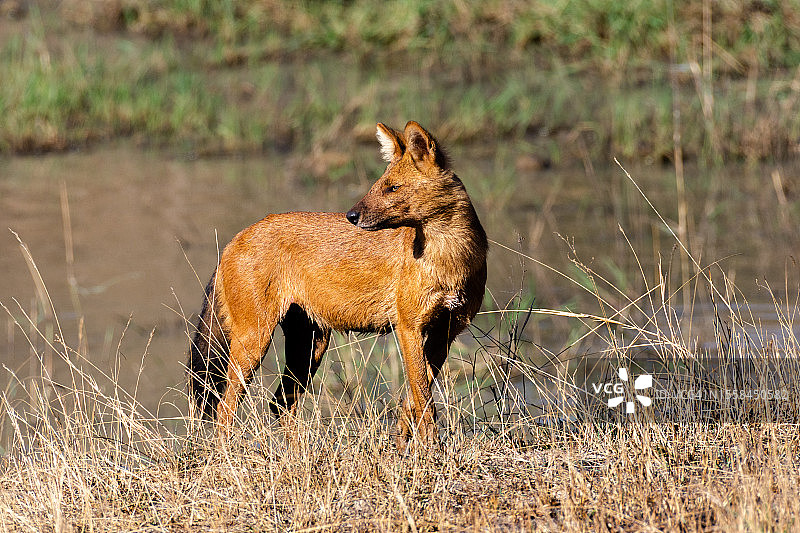 豺在草地上的侧视图图片素材