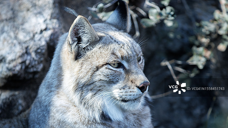 西班牙马德里弗雷斯诺镇的猞猁侧脸特写图片素材