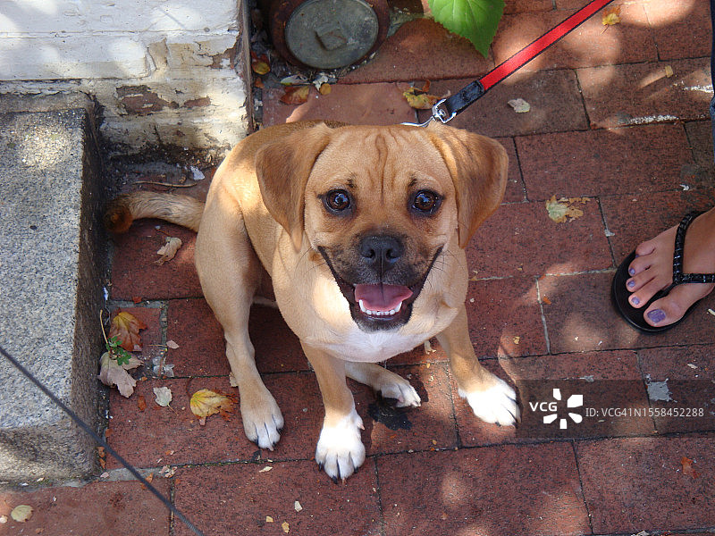 俯视视角：比格犬坐在人行道上图片素材