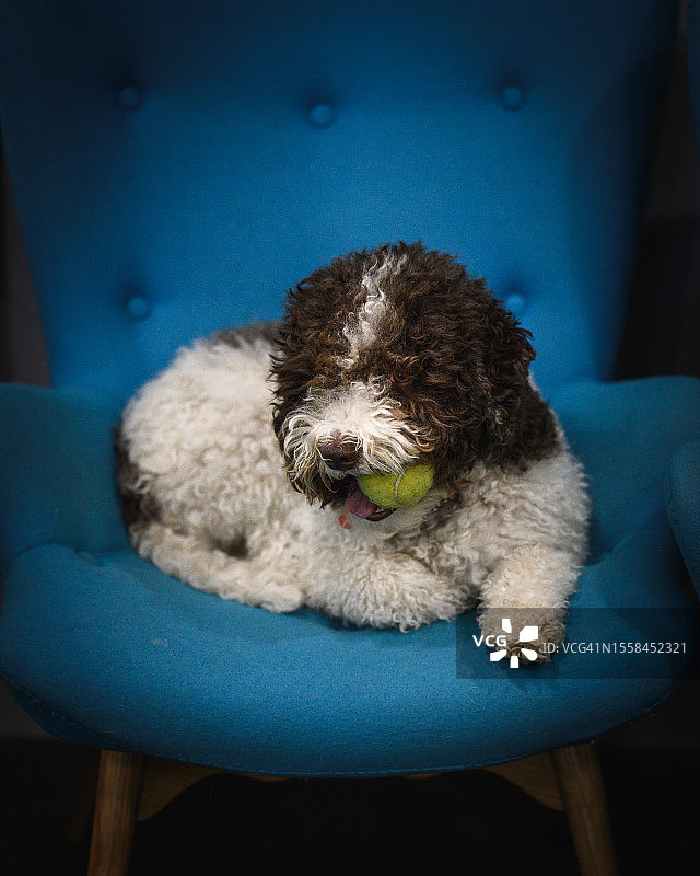 在莫斯科家中椅子上休息的贵宾犬 портрет图片素材