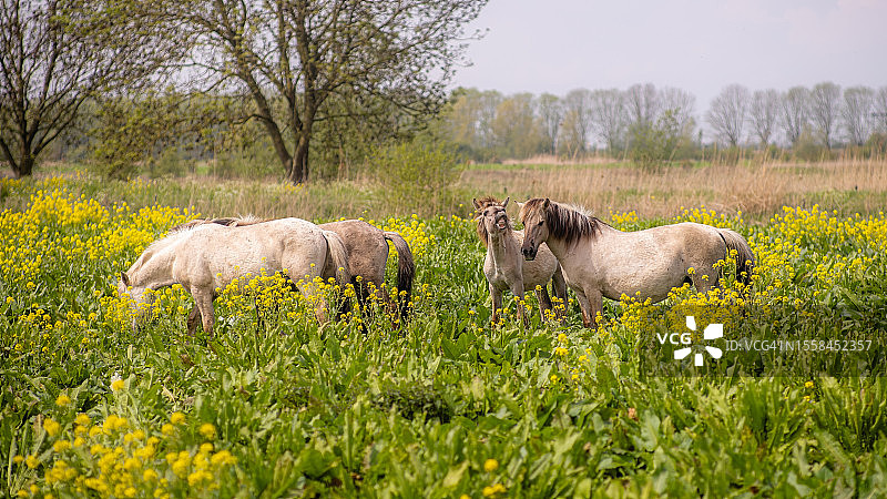 马儿在草地上吃草图片素材