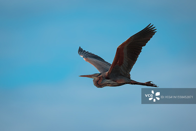 低角度看鹰在晴朗的蓝天上飞翔图片素材