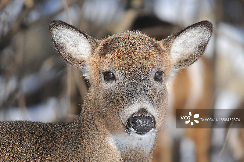 在野外看着镜头的白尾鹿特写图片素材