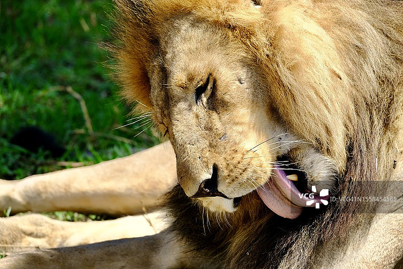 狗躺在草地上舔毛的特写图片素材