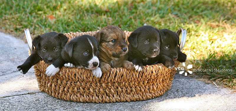 巴哈马拿骚，阳光下，黑色小狗坐在草地上的篮子里图片素材