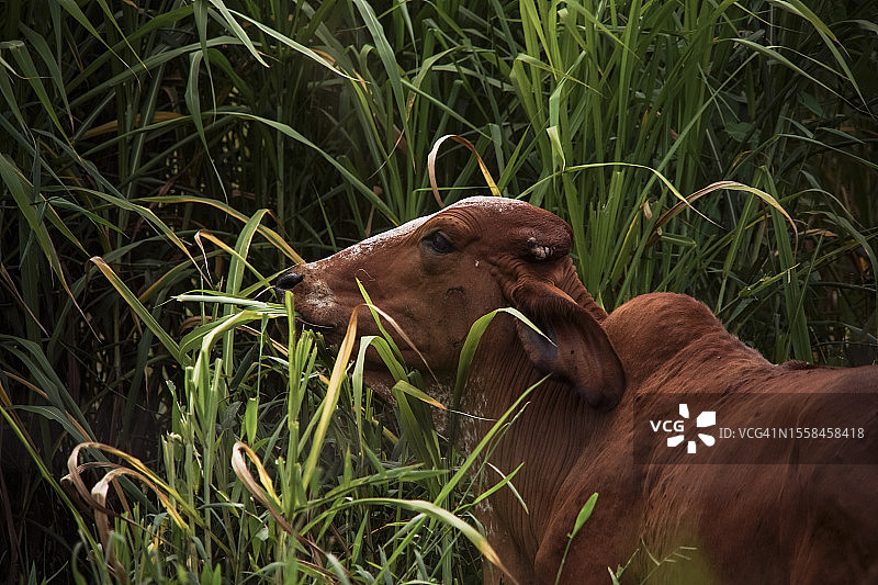 巴西蒙特阿莱格里杜苏尔的奶牛图片素材